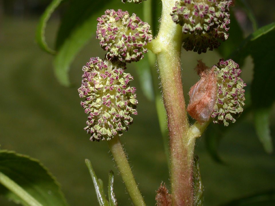 Altingiaceae Liquidambar styraciflua