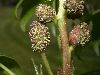 image of Liquidambar styraciflua