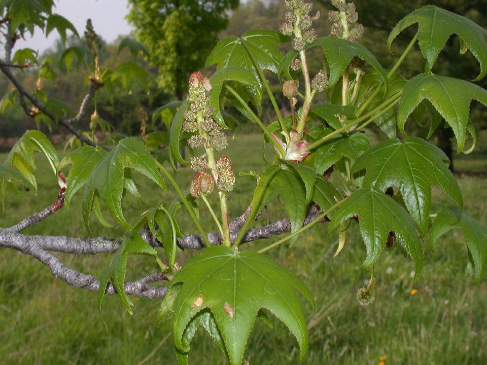 Altingiaceae Liquidambar styraciflua