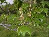 image of Liquidambar styraciflua