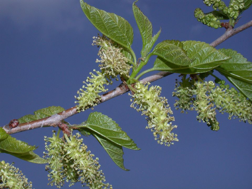 Moraceae Morus 