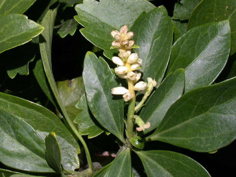 Buxaceae Pachysandra terminalis