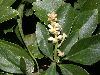image of Pachysandra terminalis