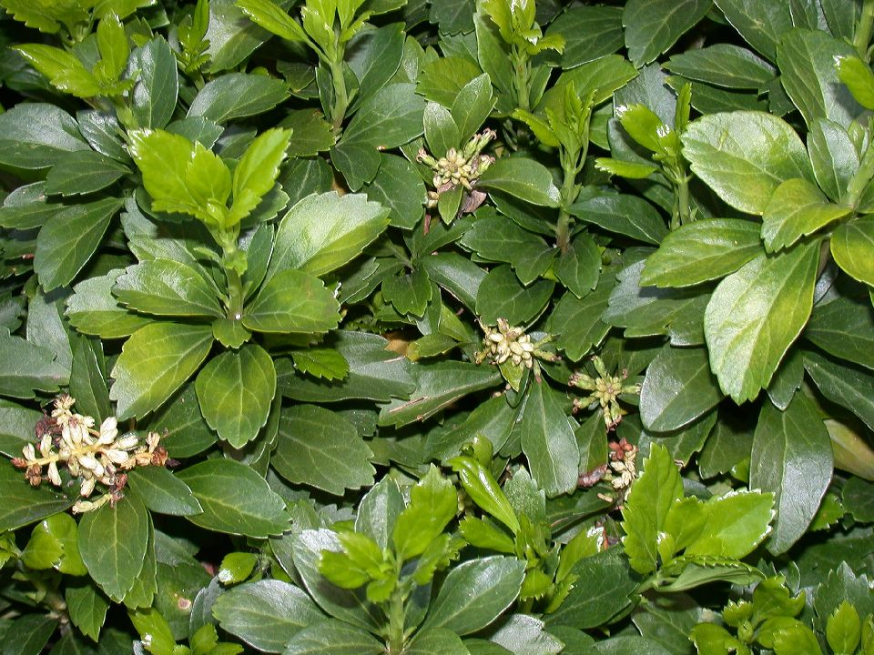 Buxaceae Pachysandra terminalis