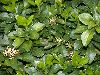 image of Pachysandra terminalis