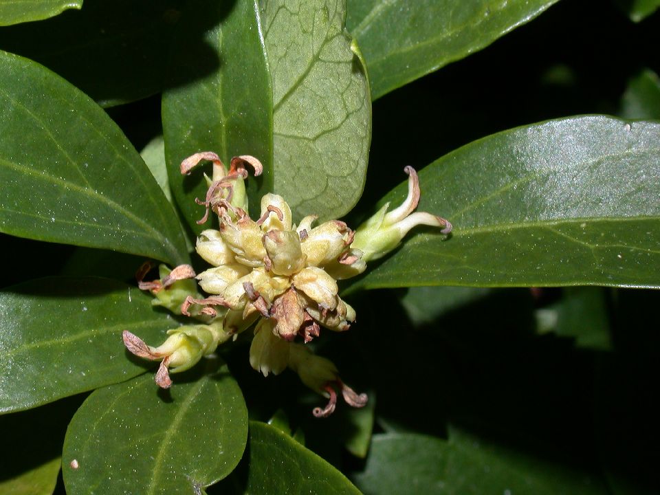 Buxaceae Pachysandra terminalis
