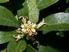 image of Pachysandra terminalis