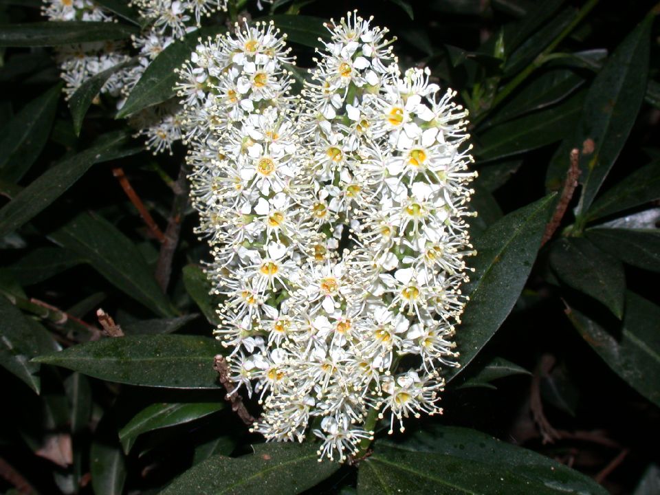 Rosaceae Prunus laurocerasus