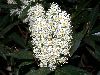 image of Prunus laurocerasus