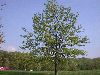 image of Quercus palustris