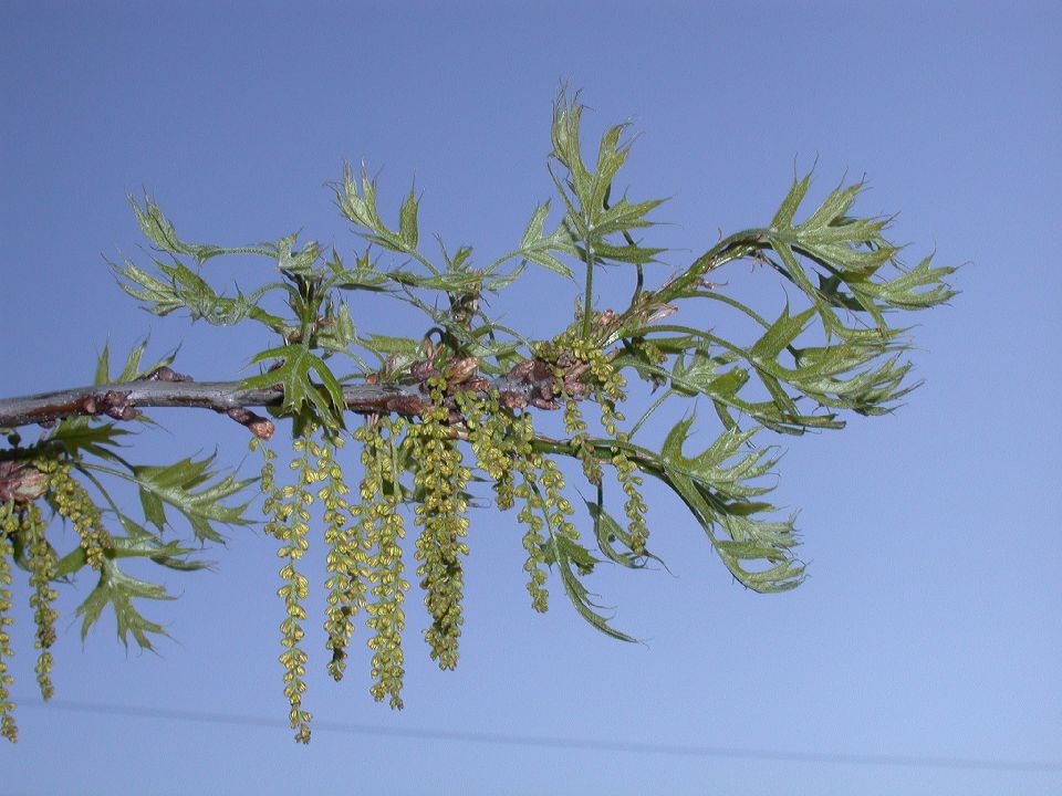 Fagaceae Quercus palustris