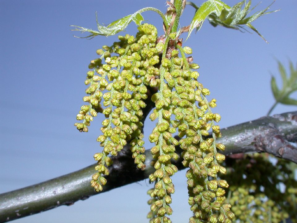 Fagaceae Quercus palustris
