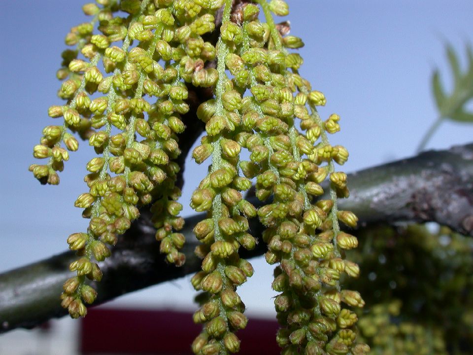 Fagaceae Quercus palustris