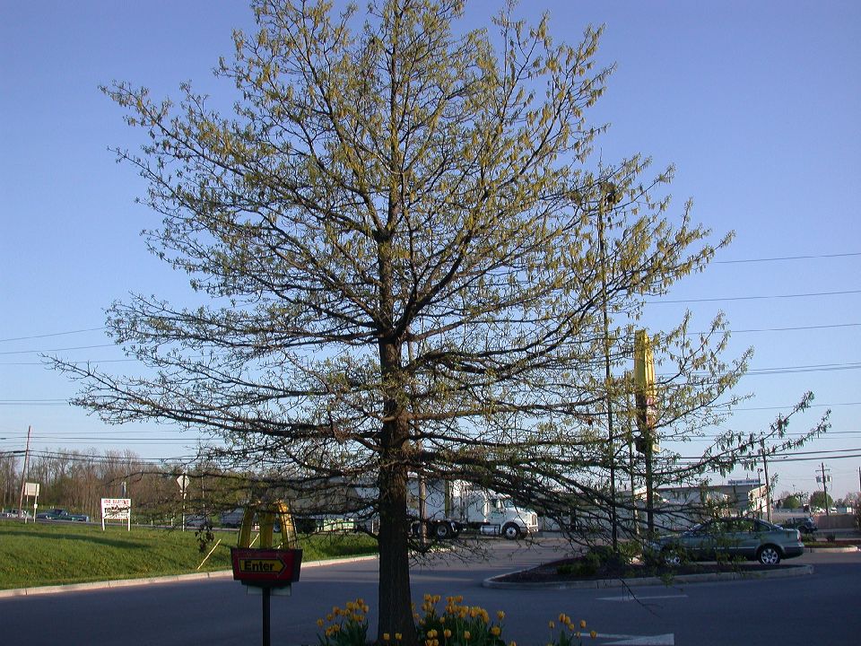 Fagaceae Quercus palustris