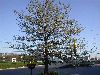 image of Quercus palustris