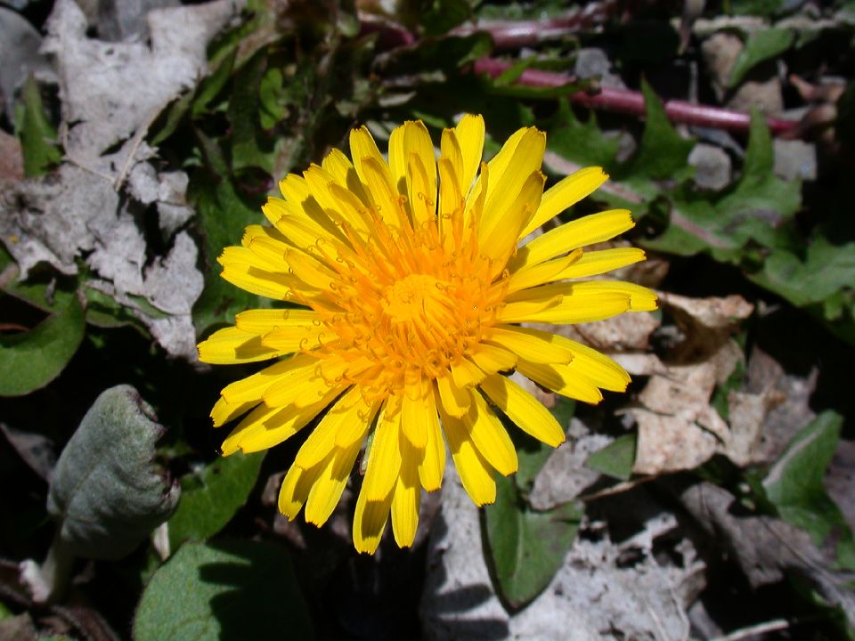 Asteraceae Taraxacum officinale