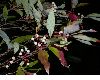 image of Cornus racemosa
