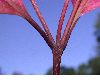 image of Cornus racemosa