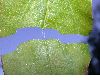 image of Cornus racemosa