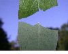 image of Cornus racemosa