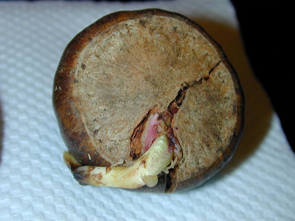 Fagaceae Quercus insignis