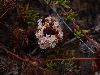 image of Eriogonum fasciculatum