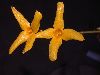 image of Forsythia suspensa