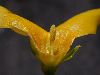 image of Forsythia suspensa