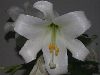image of Lilium longiflorum