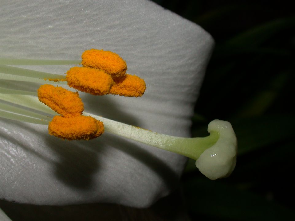 Liliaceae Lilium longiflorum
