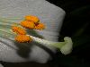 image of Lilium longiflorum
