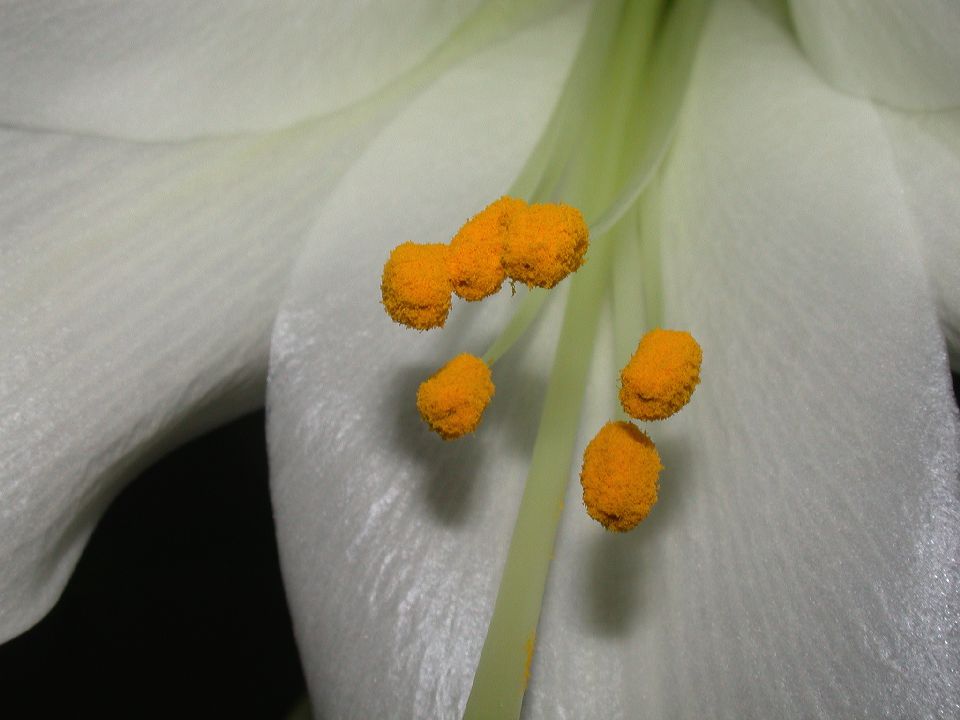Liliaceae Lilium longiflorum