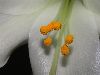 image of Lilium longiflorum