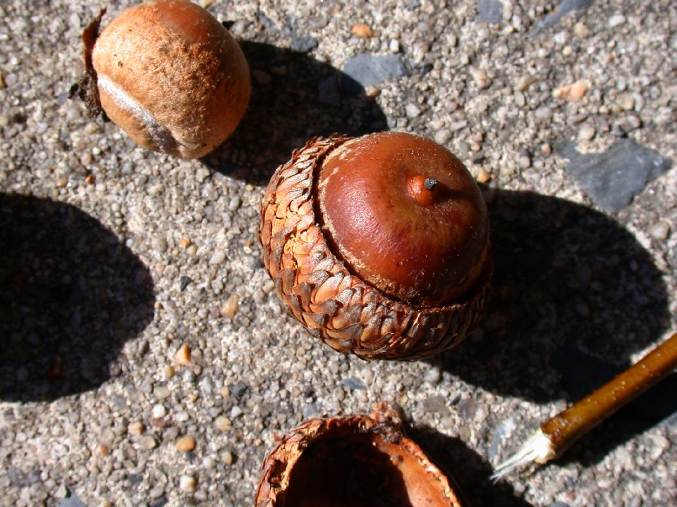 Fagaceae Quercus coccinea