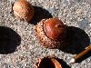 image of Quercus coccinea