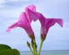image of Ipomoea pes-caprae
