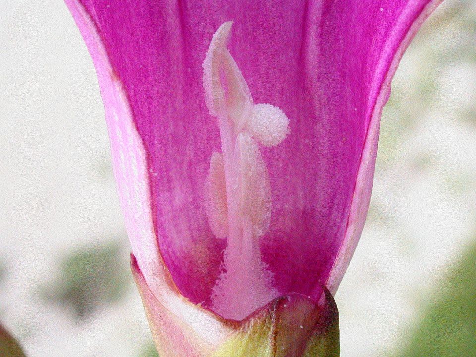 Convolvulaceae Ipomoea pes-caprae