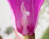 image of Ipomoea pes-caprae