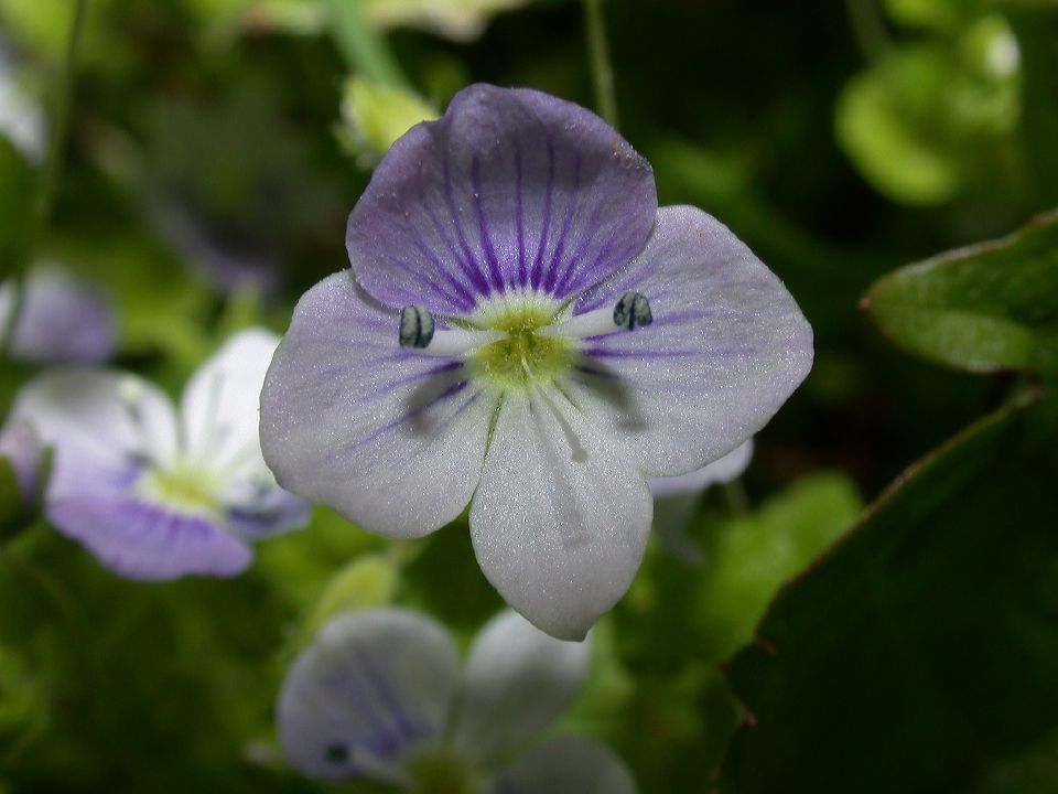 Plantaginaceae Veronica 