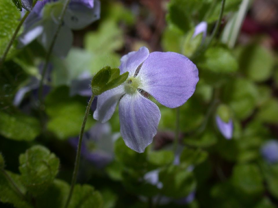 Plantaginaceae Veronica 