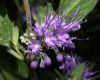 image of Caryopteris X cladonensis