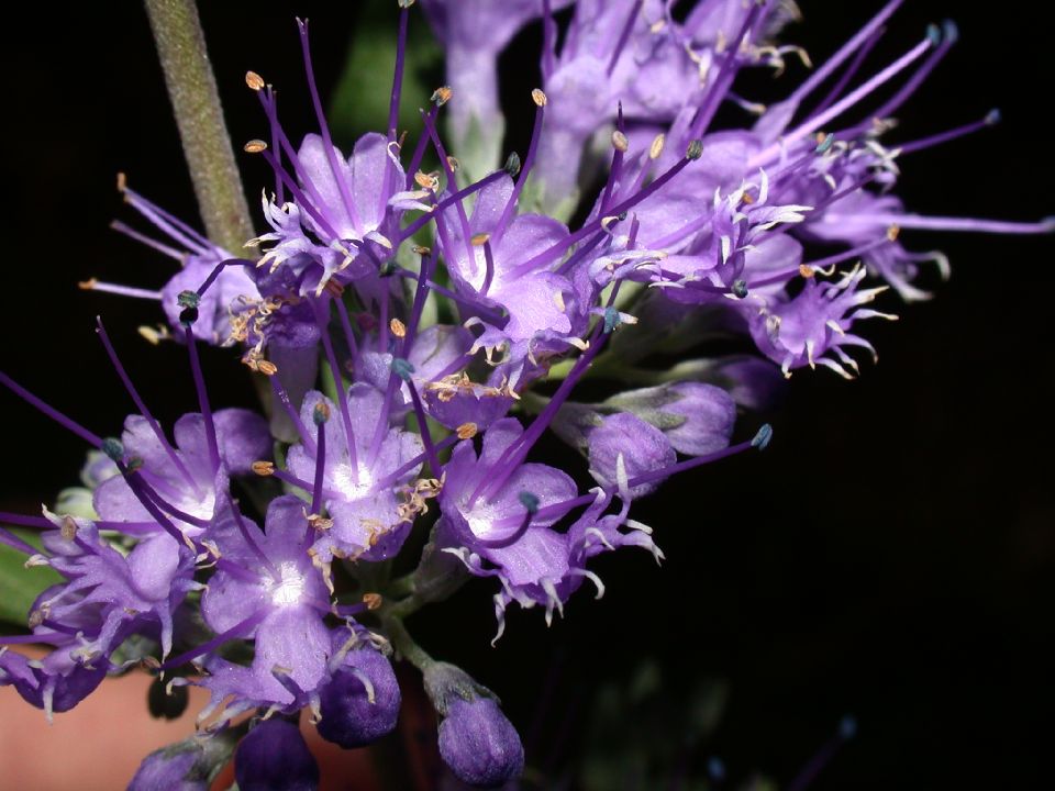 Lamiaceae Caryopteris X cladonensis