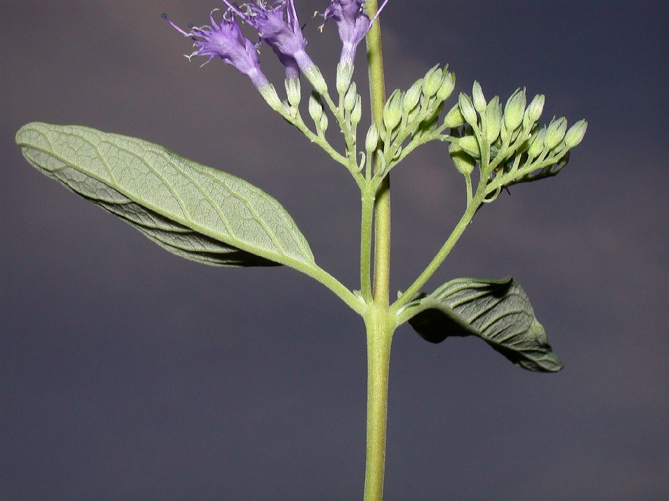 Lamiaceae Caryopteris X cladonensis