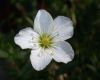 image of Arenaria montana