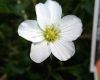 image of Arenaria montana