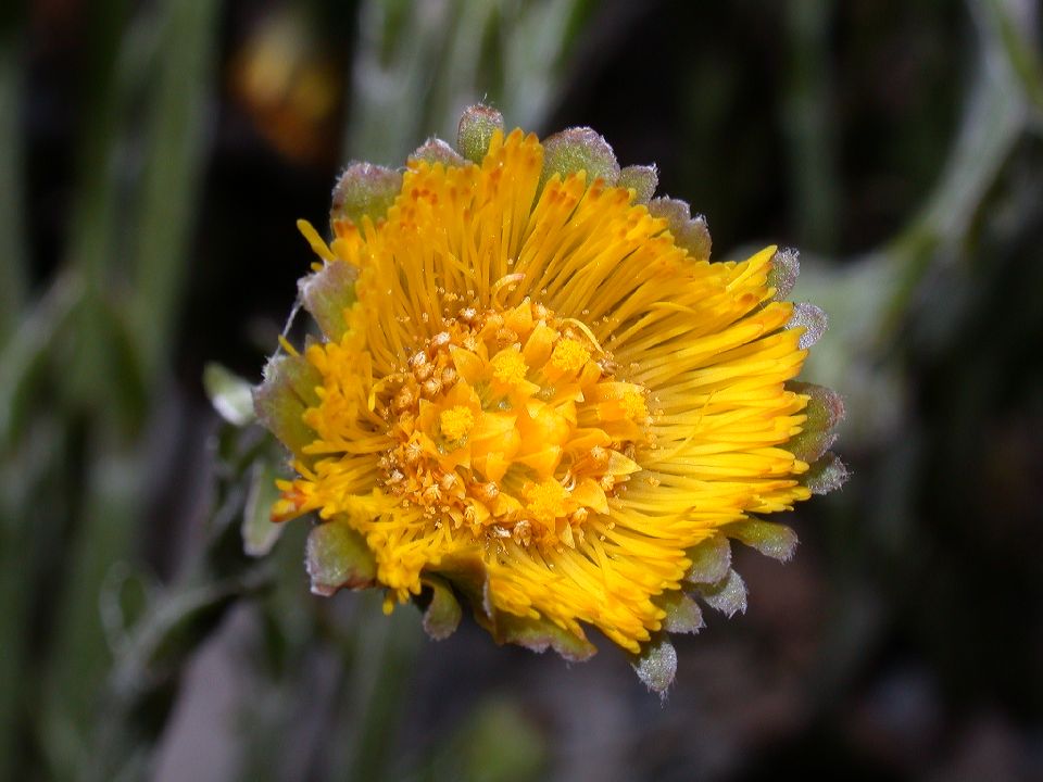 Asteraceae Tussilago farfara