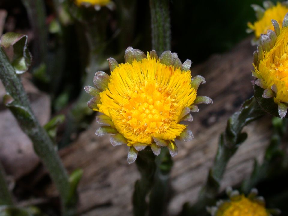 Asteraceae Tussilago farfara