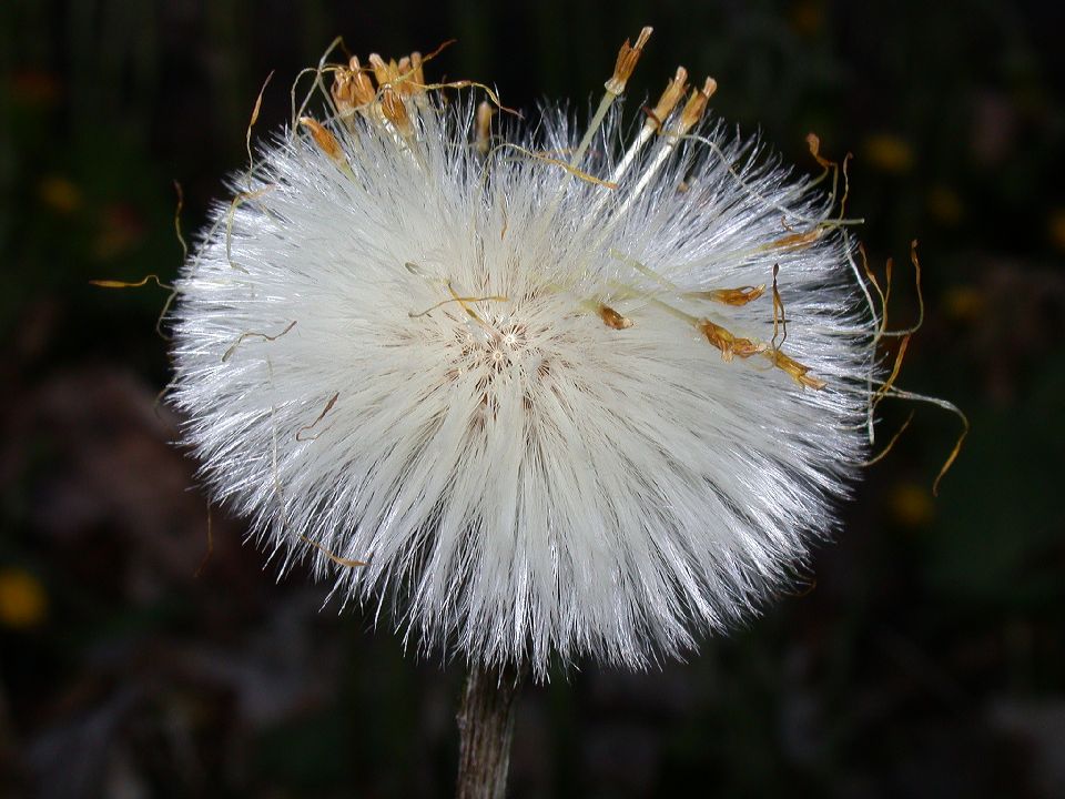 Asteraceae Tussilago farfara