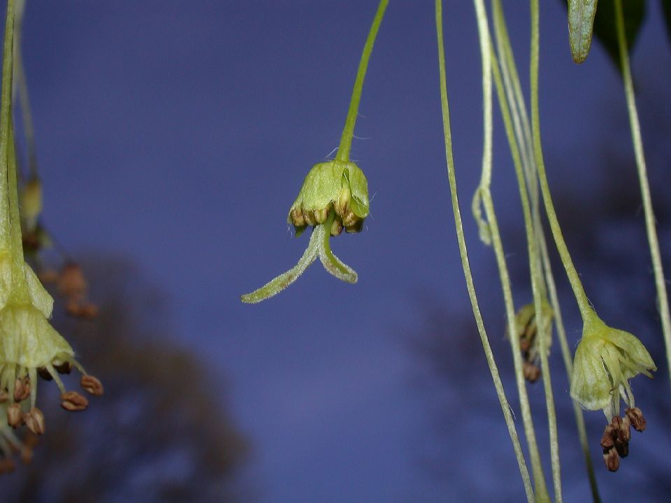 Aceraceae Acer saccharum