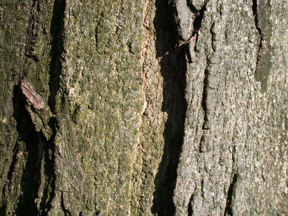 Aceraceae Acer saccharum
